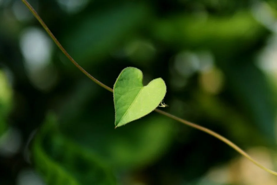 Nature Heart Hanau – natürlicher Wellness-Park mit Herzensprojekt in Hanau
