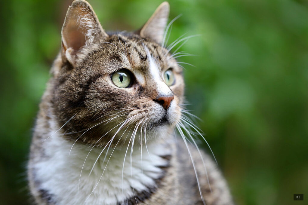 Thematisch passendes Bild zu Katzen Kaufen Hanau - Abschnitt 2